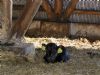 En dexter kalv, et par uger gammel, som ligger i laden og venter på sin mor.